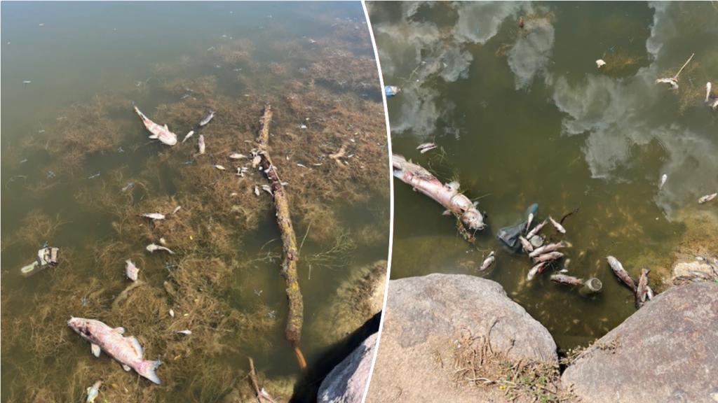 Utah officials investigate mystery of 500 dead fish in local pond