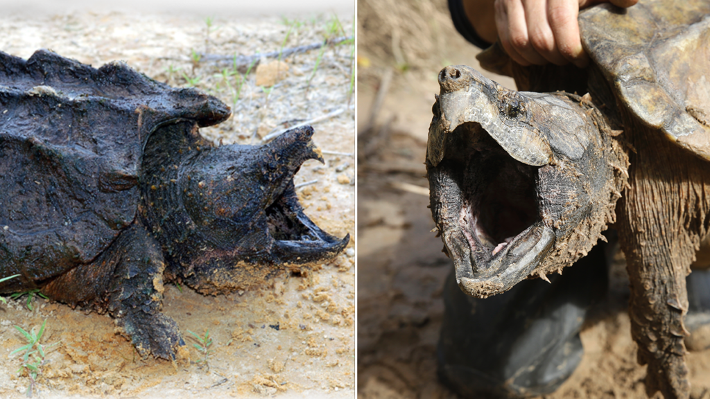 Kansas & Missouri Team Up to Reintroduce Alligator Snapping Turtles into State Waters
