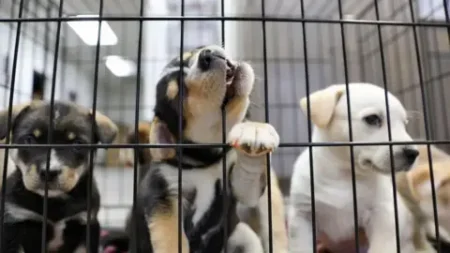 Government Takes Bold Stand Against Puppy Farming in New Animal Welfare Strategy